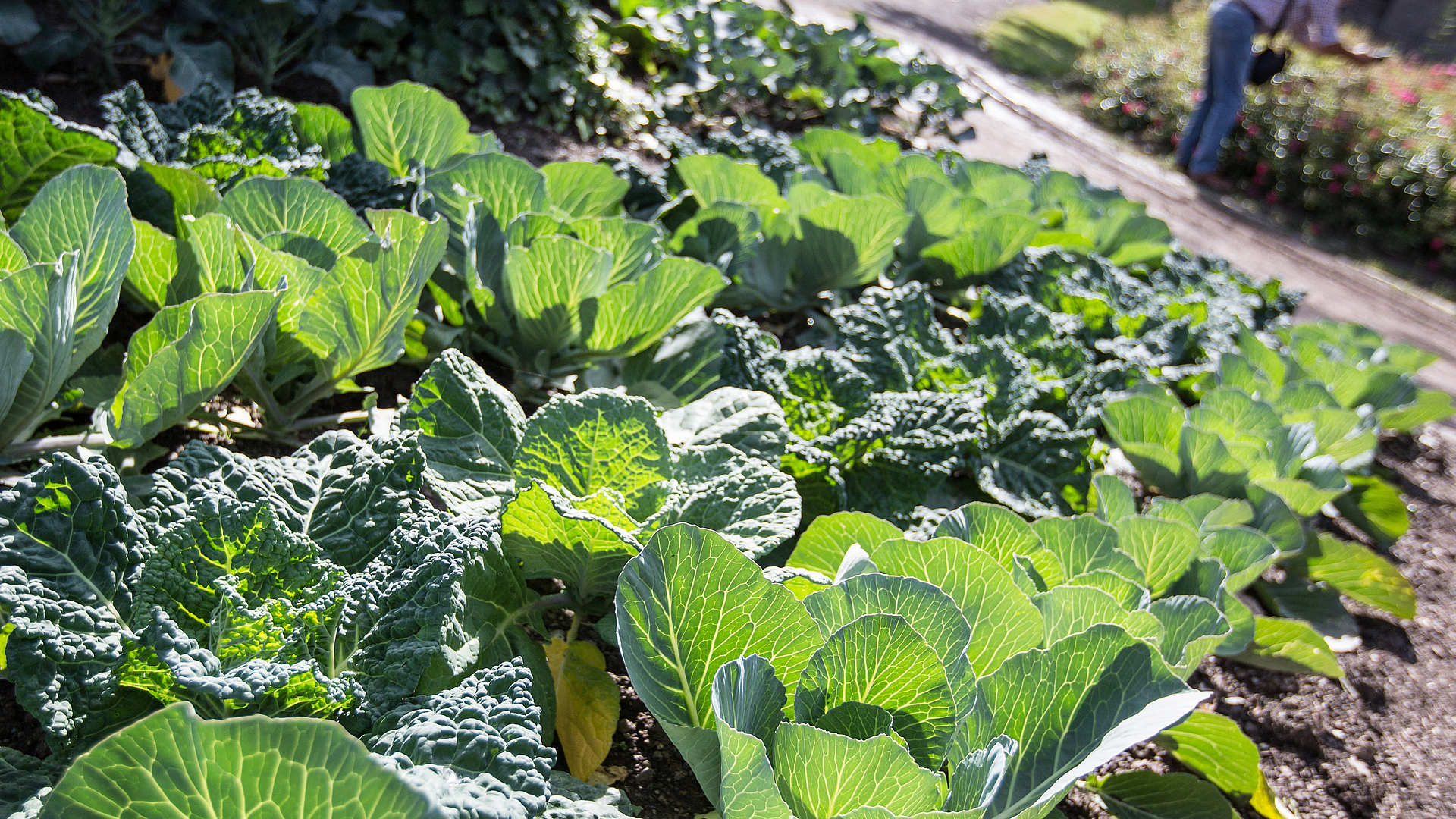 Je eigen, gezonde groenten verbouwen – zo doe je dat BORA